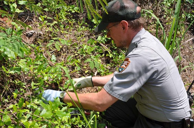 Staff applies herbicide to Japanese Honeysuckle.