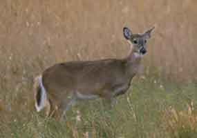 White-tail deer