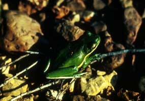 A Green Tree Frog A Green Tree Frog