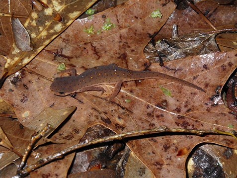 Red Eft