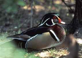 A wood duck A wood duck