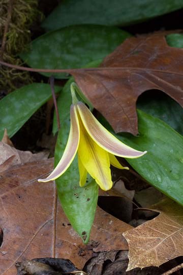 A yellow flower with red veins and pointed petals, hanging downward.