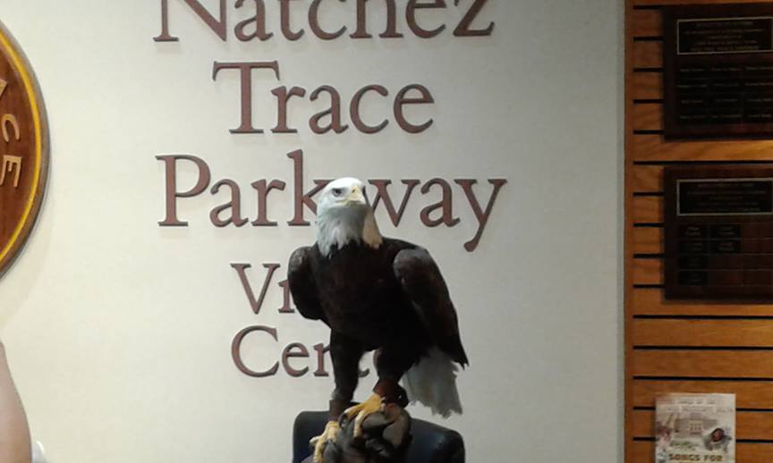 A bald eagle from the Southeastern Raptor Center visits the Natchez Trace Parkway Visitor Center