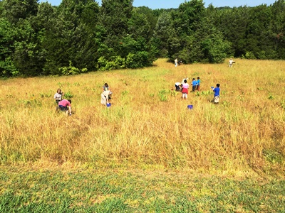 Volunteers work to plant native species as part of the Black Belt Prairie restoration effort.