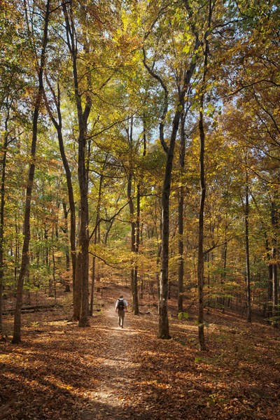 a hiker hikes away on a trail covered in fall leaf color in a forest of changing seasons