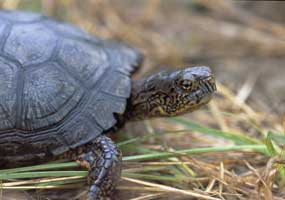 Eastern Box Turtle