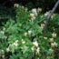 Invasive Species For Teachers