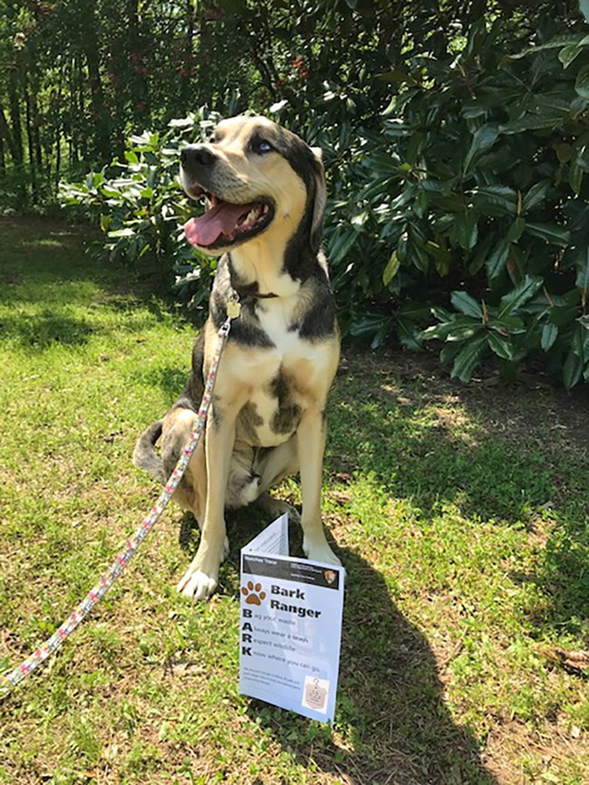 A large spotted dog with a BARK ranger badge and book