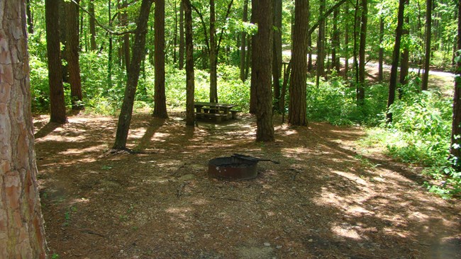 A campsite with a picnic table and fire ring in a forest.