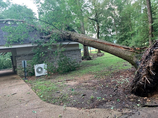 A large tree leaning on the roof of a one story stone building.