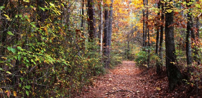A portion of the Old Trace during Autumn as the leaves are changing color.