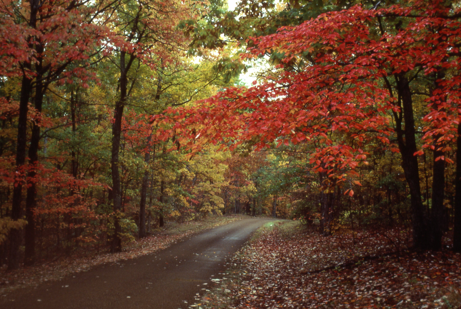 Fall Colors Natchez Trace Parkway (U.S. National Park