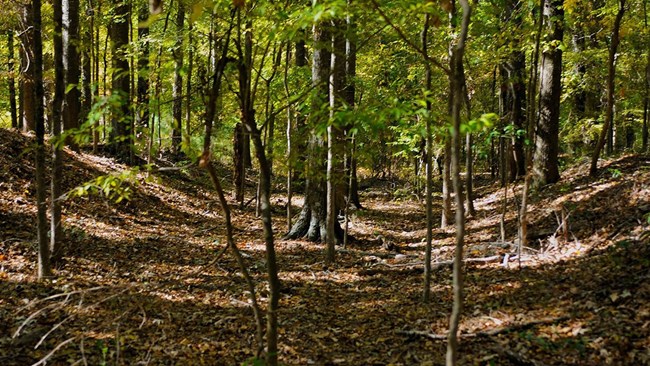 Dense forest with fall leaves on the ground.