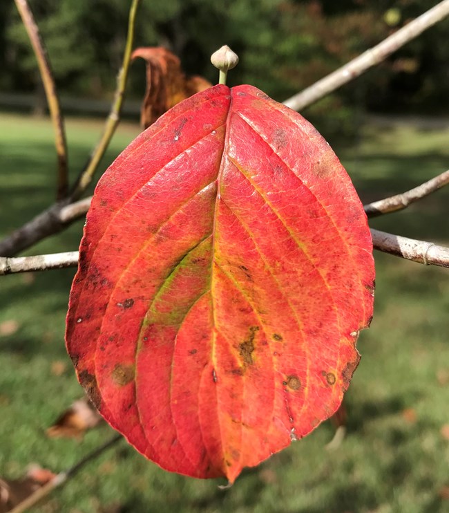 A red and yellow palmately veined leaf.