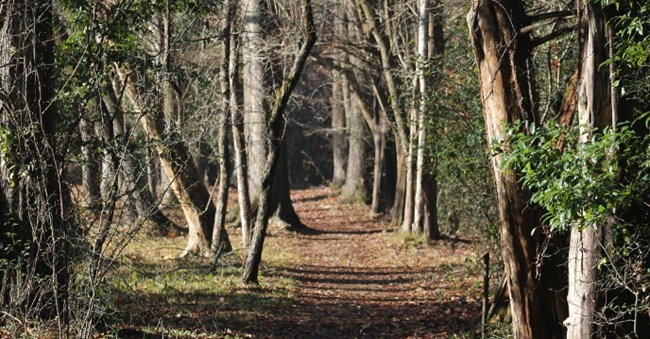 A sun-lit trail leads off into the woods.