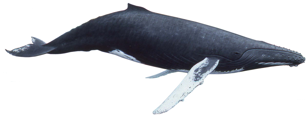 Humpback whales’ bodies are primarily black, but individuals have different amounts of white on their pectoral fins, their bellies, and the undersides of their flukes (tails).