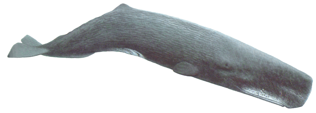 Sperm whales have a single blowhole , extremely large heads that account for about one-third of their body length, and wrinkled skin.