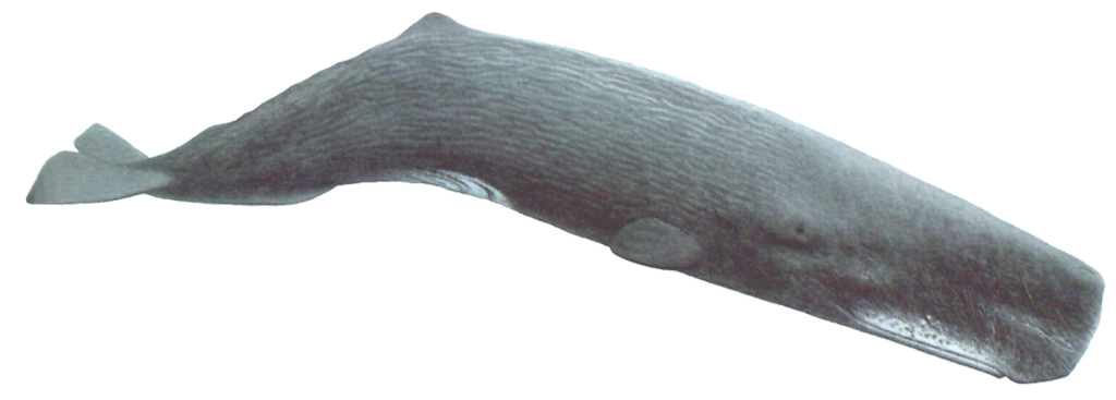 Types of Whales | Whale Populations - New Bedford Whaling National