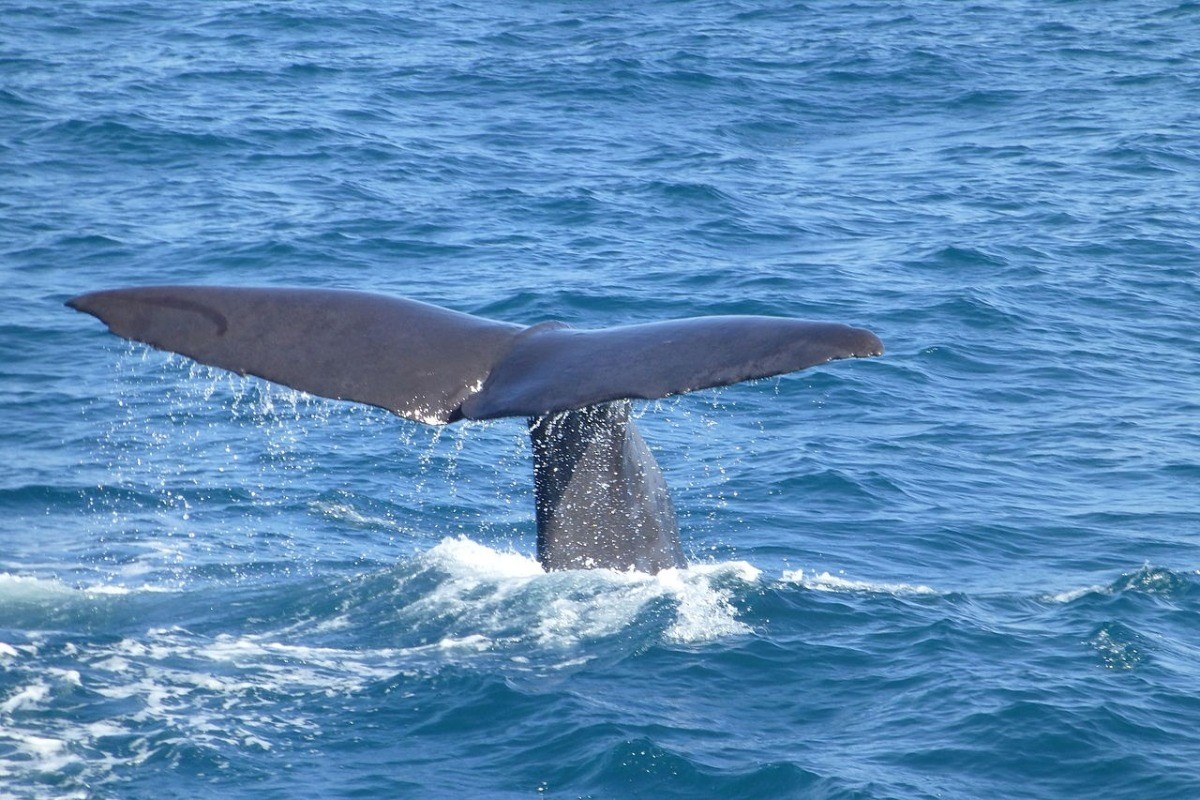 Only the triangular fluke of a sperm whale is seen as it dives below the ocean's surface.