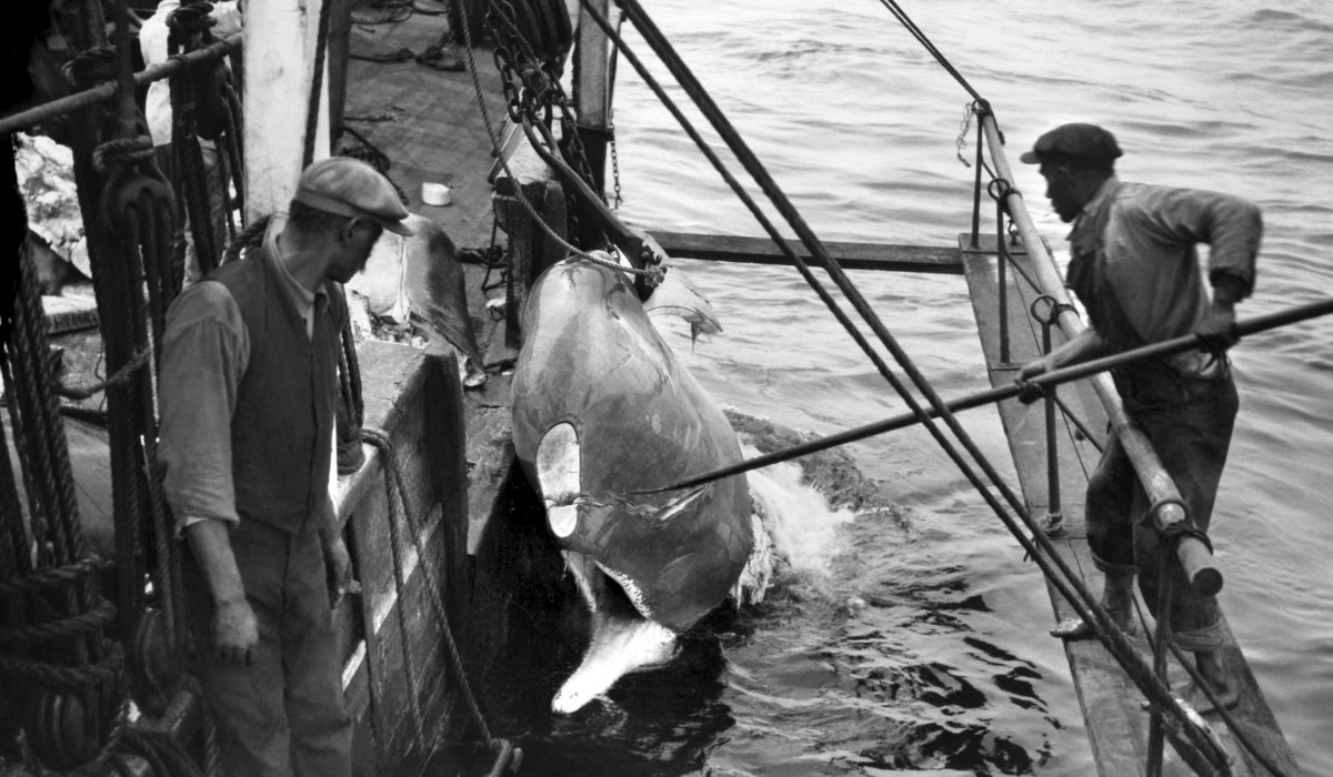 Whale Hunt - New Bedford Whaling National Historical Park (U.S.