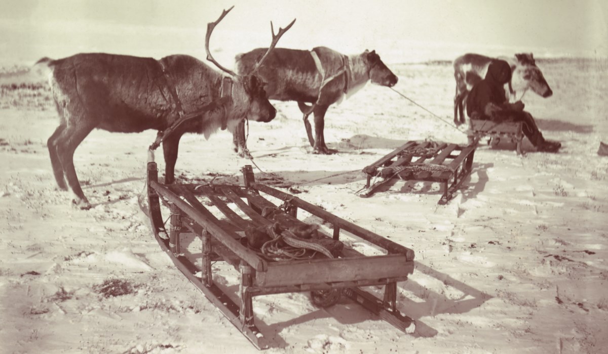 Photograph of reindeer in snow with sleds.