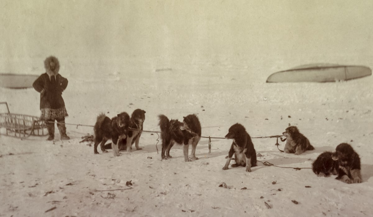 Photograph of sled dogs resting in snow; man and sled to left.