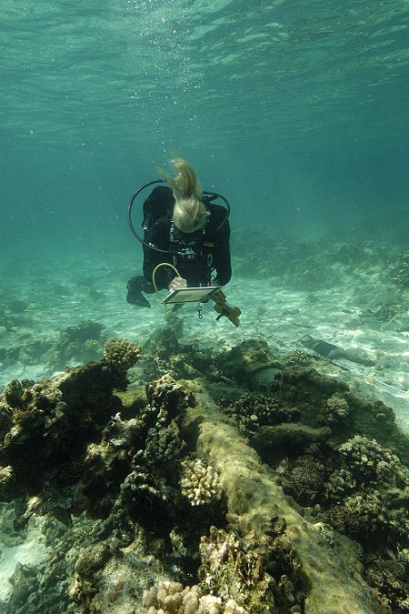 Dr. Kelly Gleason recording  an anchor at Parker shipwreck site at Kure Atoll.