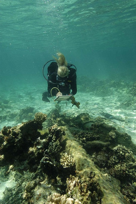 Dr. Kelly Gleason recording an anchor at Parker shipwreck site at Kure Atoll.