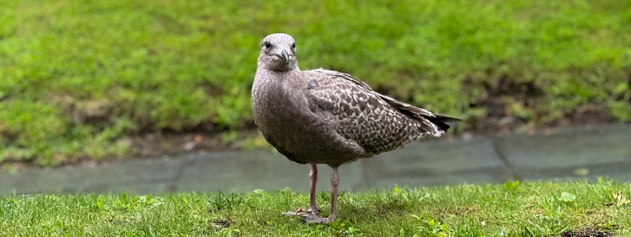 Juvenile seagull standing on grass, facing the camera. It has mottled brown-gray feathers, with a paved path and grass in the background.