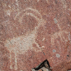 Petrogyplph of a horned animal, possibly a sheep at Buffalo Eddy