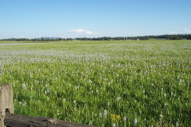 Grassy Meadow