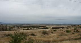 A grassy meadow with a few shrubs on a cloudy day.