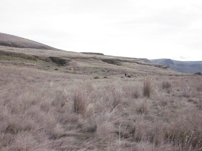 A grassy hillside on a sunny day.