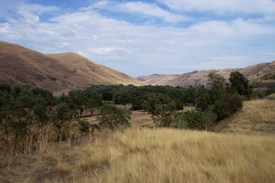 A grassy meadow with a cluster of trees and the mountains in the background.