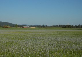 A green meadow filled with blooming camas on a sunny day.