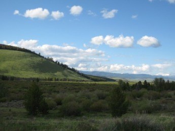 Trees in a grassy meadow with a hillside in the background on a sunny day.