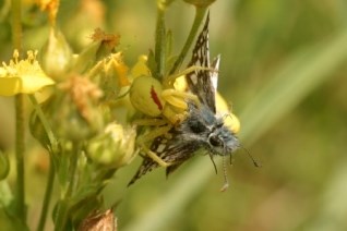 A crab spider and checkered skipper moth on a yellow flower.