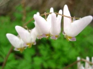 A white and pink dutchman's breeches flower with green leaves in the background.