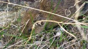 A meadow mole hiding in the short grasses.