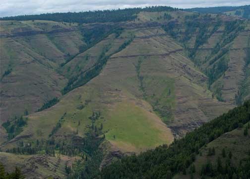 A canyon wall covered in grasses and trees.