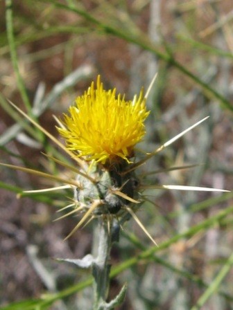 A yellow starthistle with grasses in the background. A yellow starthistle with grasses in the background.