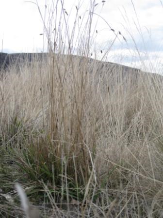 Tall grasses on a cloudy day.