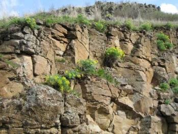 Yellow lomatiums flowers growing on a rocky cliff.