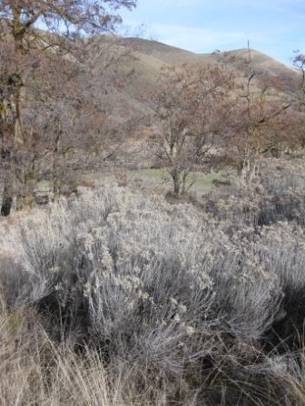 Rabbitbrush on a sunny day in winter.