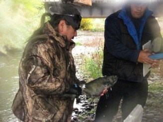 Two Nez Perce Tribal fisheries technicians collecting data on a salmon.