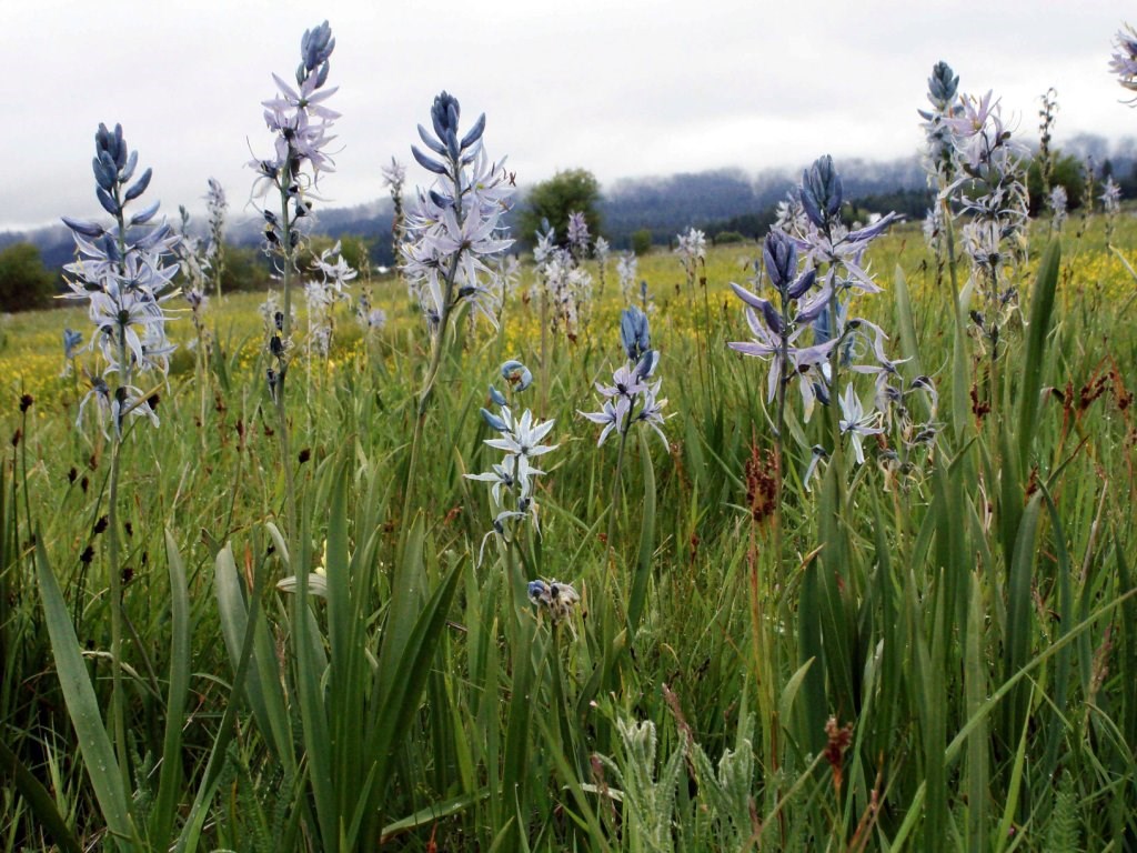 Camas flowers in bloom on a cloudy day.
