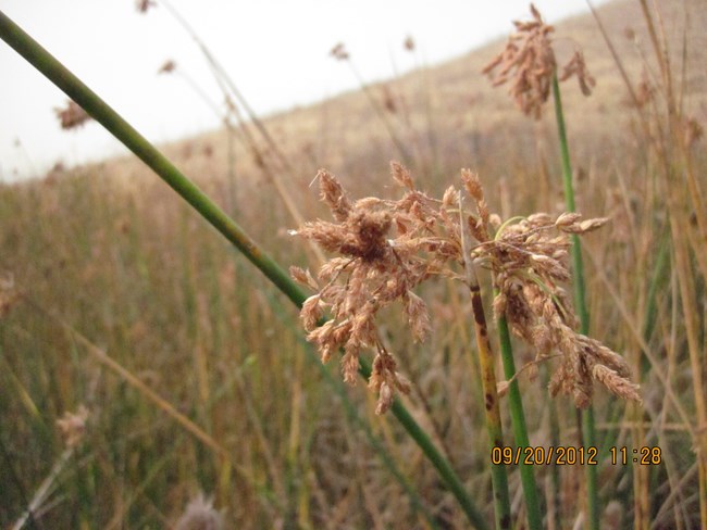 Bulrush reed seedheads surrounded by other tall grasses.