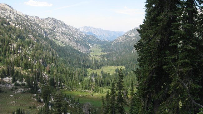 A mountain side filled with conifer trees.