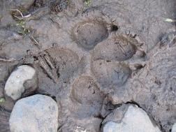 A canine track in the mud.