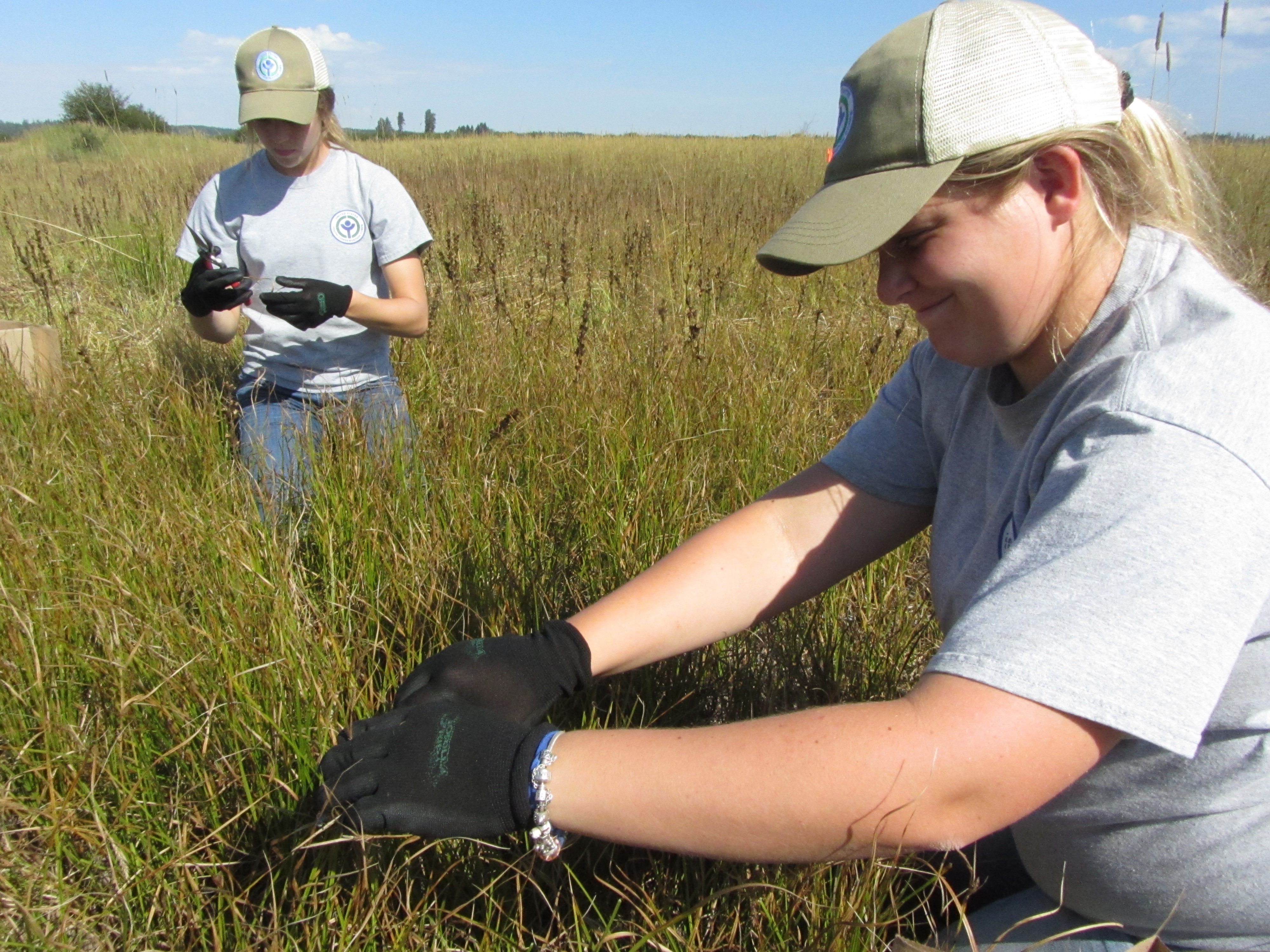 Two people in grey t-shirts and black gloves stand in a field with tall grass up to their waist.